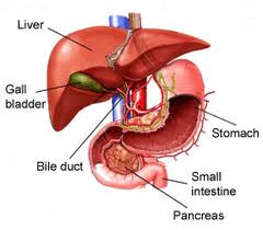 Obat Liver Tradisional